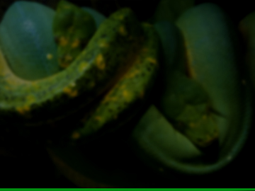 SnekLog Update: 08/23/2026