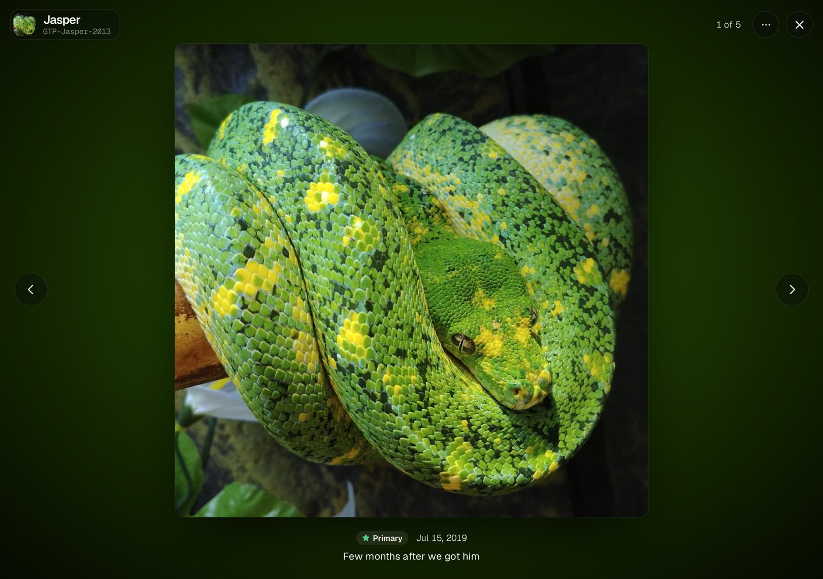 The photo viewer, with the glow from the photo's own colors